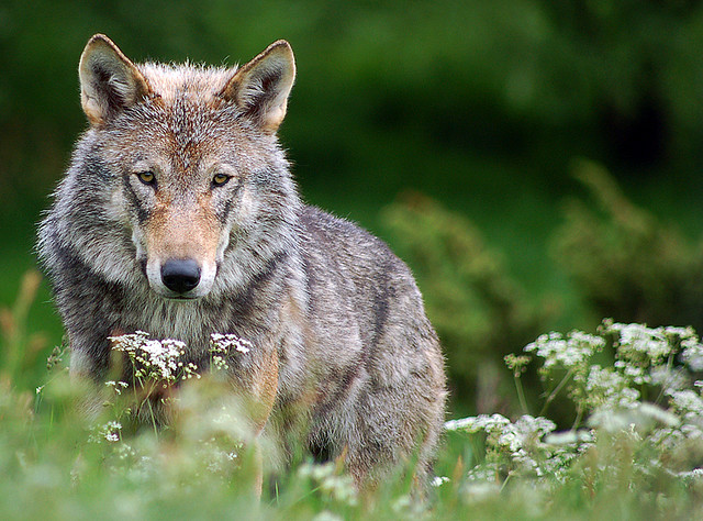 Wolf and its symbolic meaning